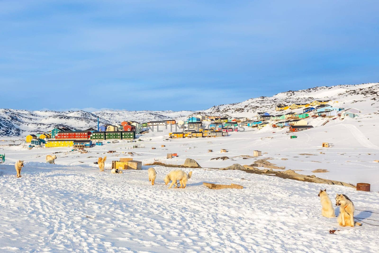 Sledding dogs and Inuit houses on the rocky hills covered in snow, Ilulissat, Avannaata municipality, Greenland