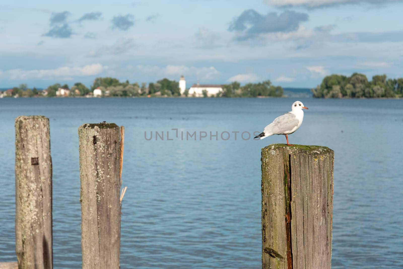 A Seagull sitting on a Bollard of Pier Herrenchiemsee, View on Fraueninsel Island, Lake Chiemsee, Bavaria, Germany