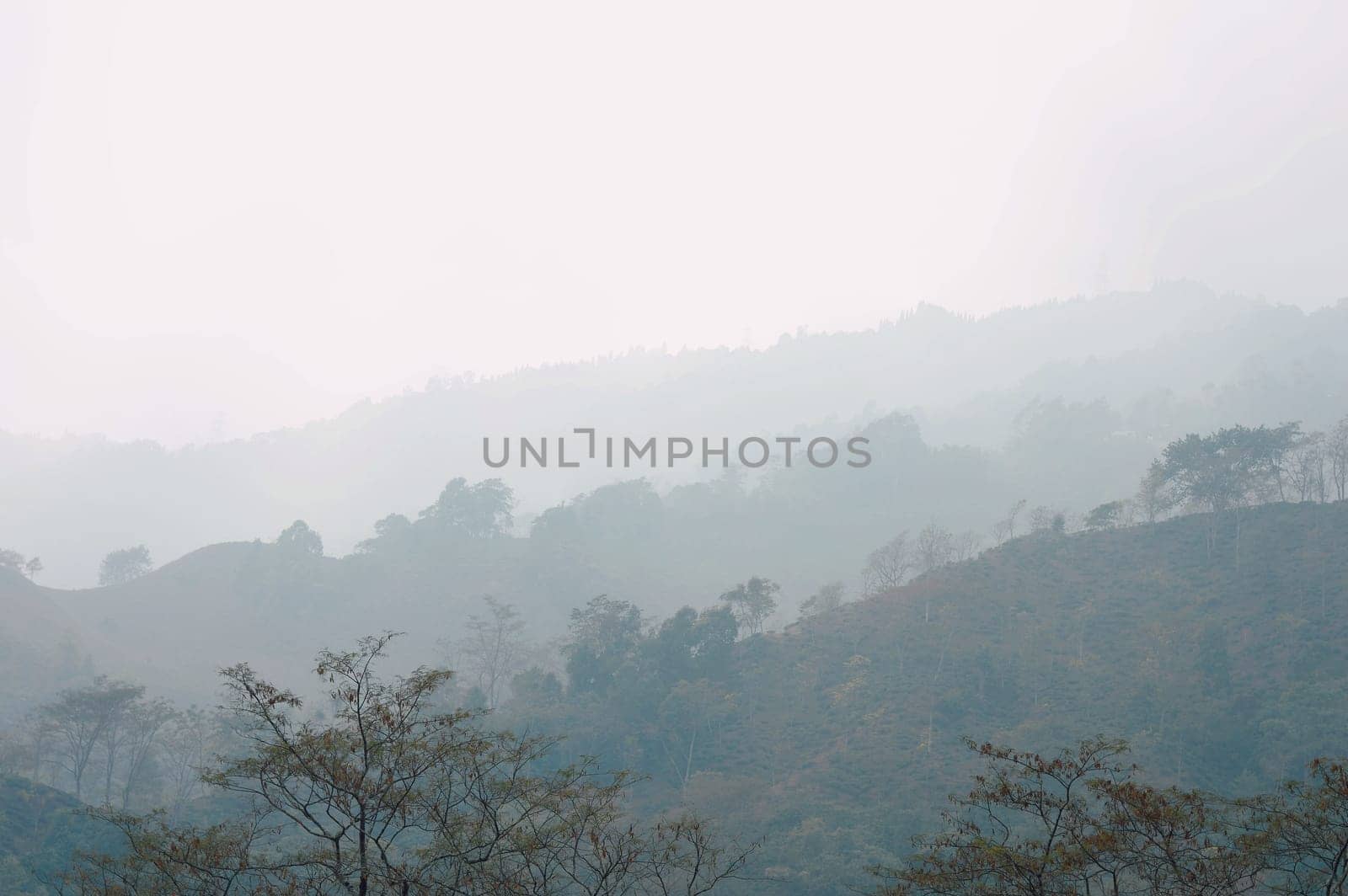 Foggy trees on a hazy mountain background in winter. Landscape view Tabakoshi Mirik West Bengal India