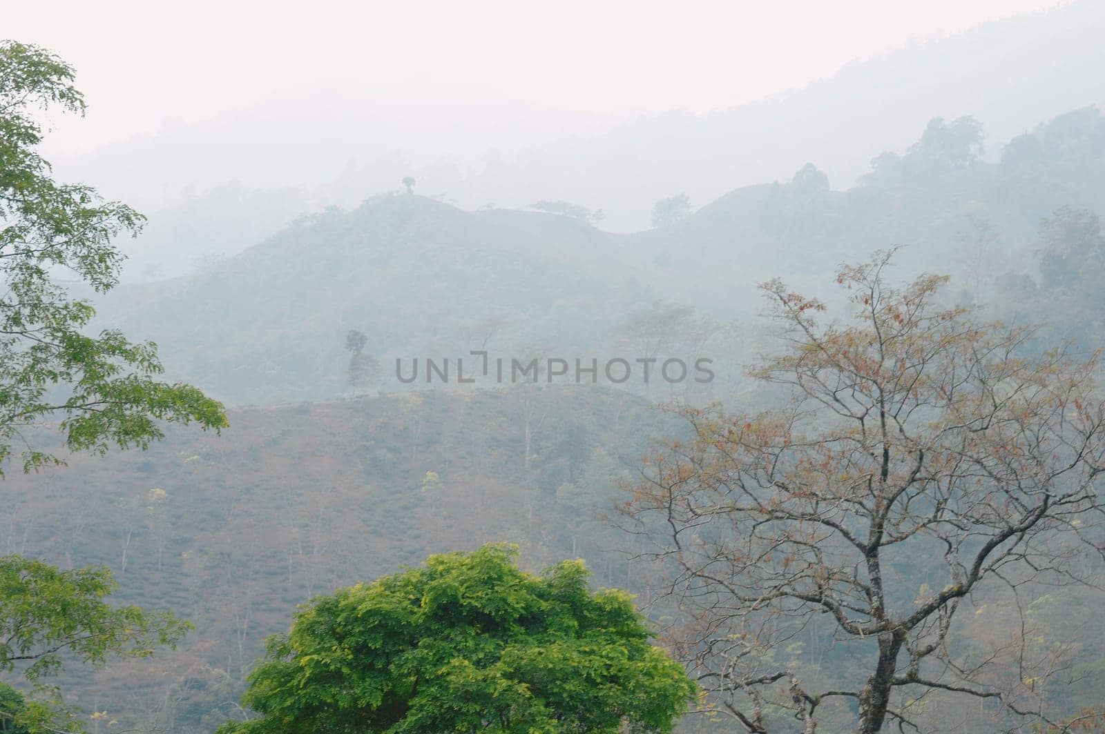 Foggy trees on a hazy mountain background in winter. Landscape view Tabakoshi Mirik West Bengal India