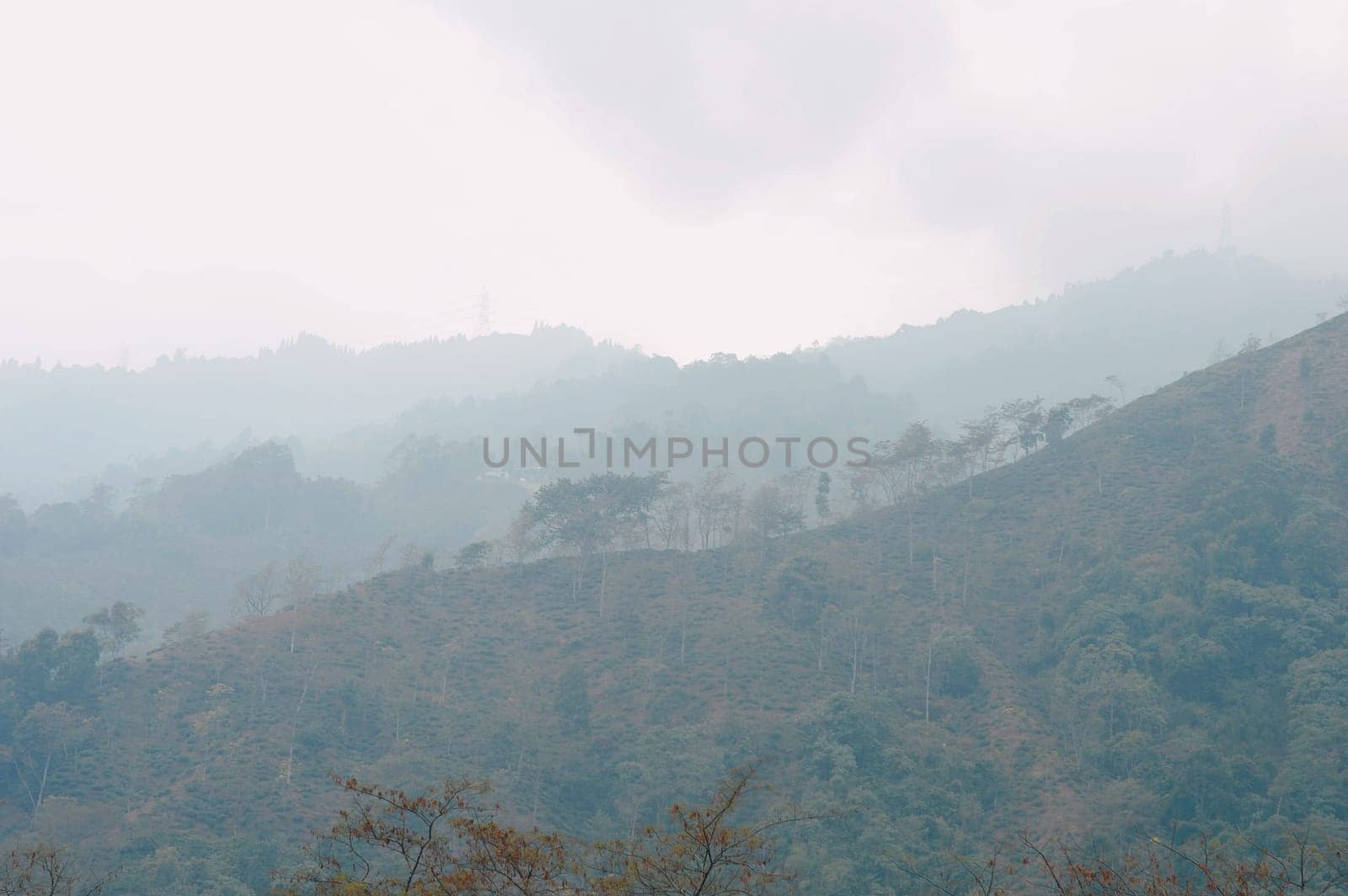 Foggy trees on a hazy mountain background in winter. Landscape view Tabakoshi Mirik West Bengal India