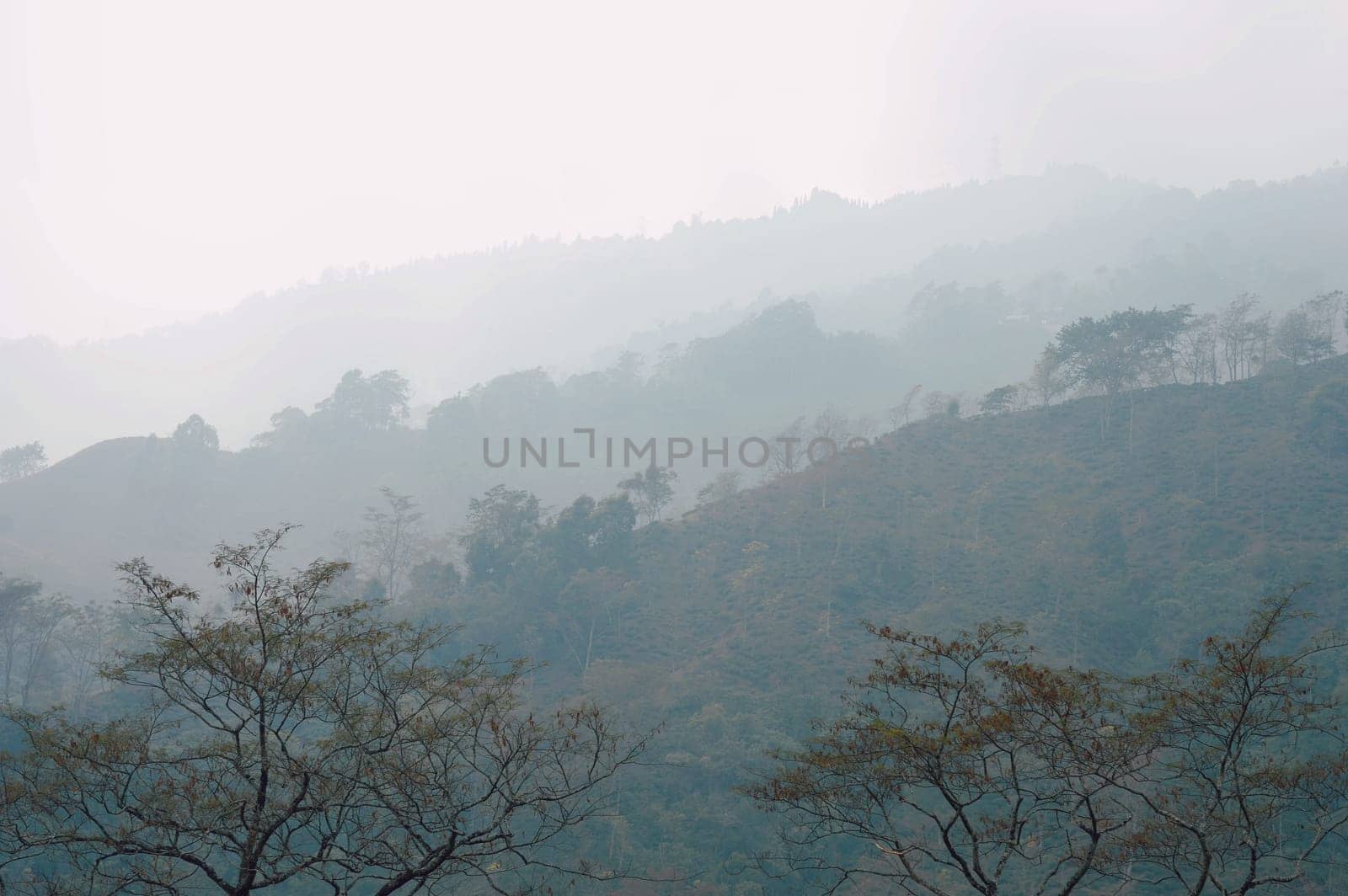 Foggy trees on a hazy mountain background in winter. Landscape view Tabakoshi Mirik West Bengal India