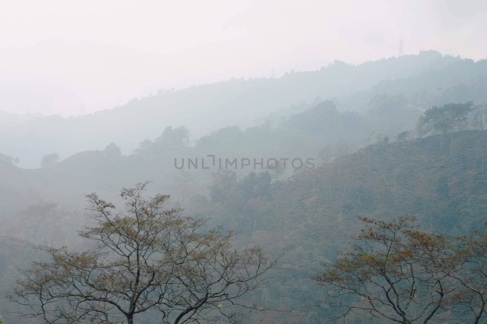 Foggy trees on a hazy mountain background in winter. Landscape view Tabakoshi Mirik West Bengal India