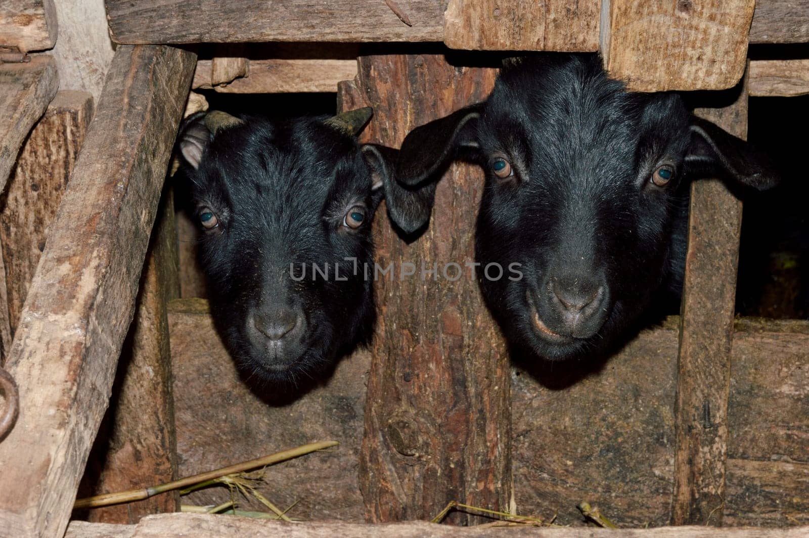 Goats peeking out from wooden fence on the farm