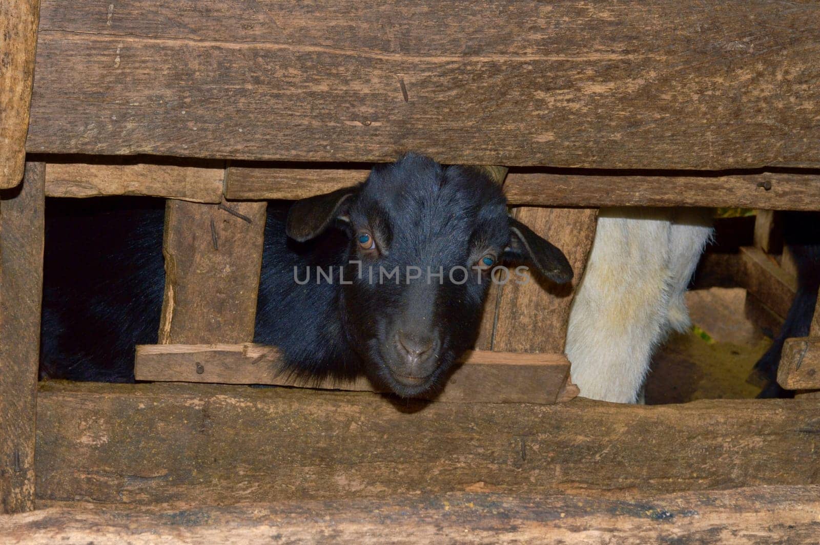 Goats peeking out from wooden fence on the farm