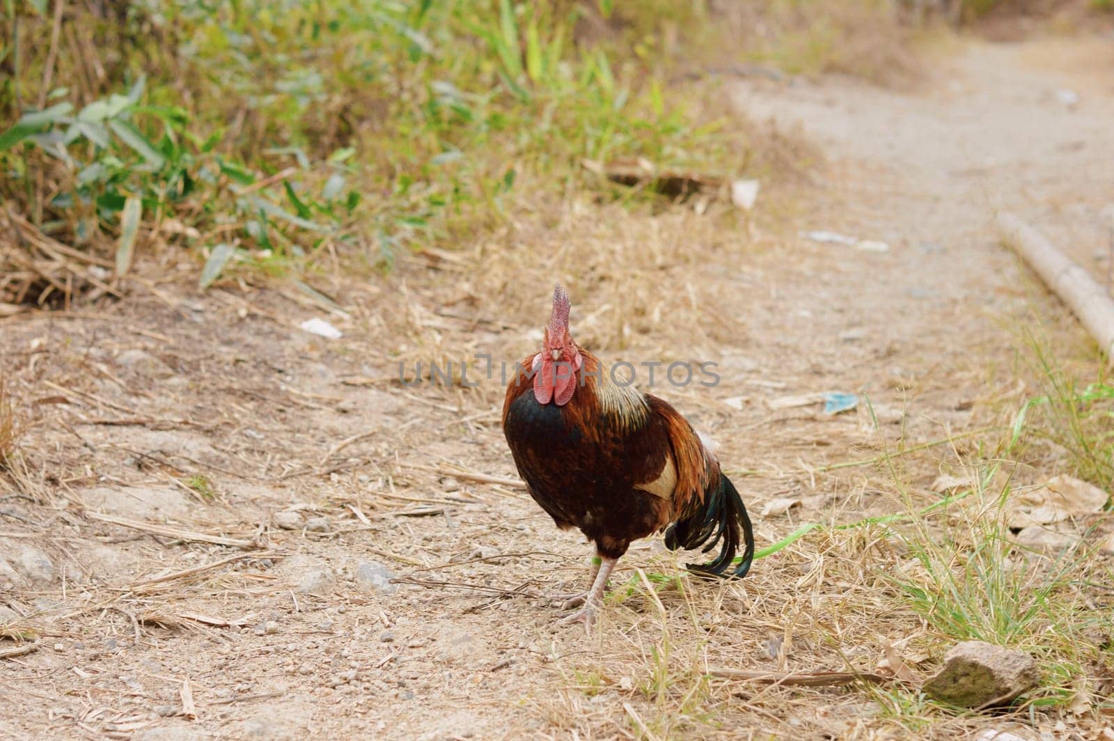 Small bantam chicken rooster with bright red comb and green tail, walking and crowing in backyard garden farm.