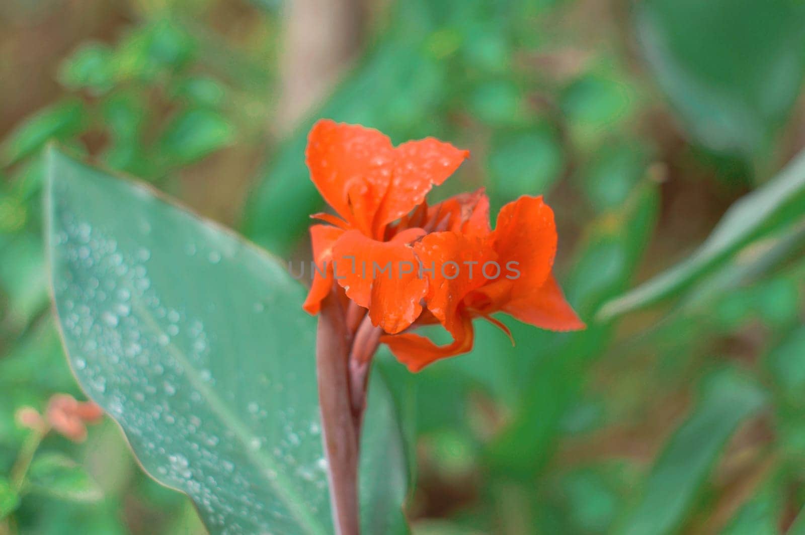 Red Calla Lily on Green Leaves Background on a flower garden. Beautiful Nature Backgrounds Stock Images