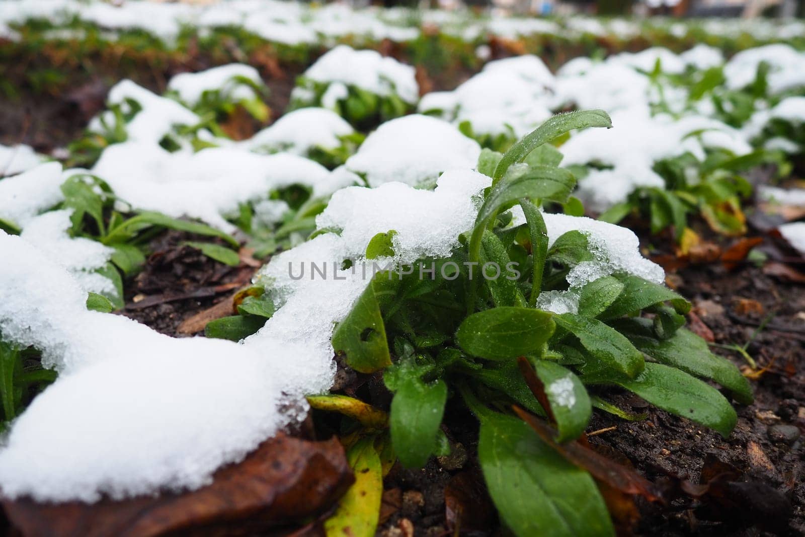 Green cultivated plant with leaves under fresh white snow. Snowdrift in the flowerbed. frost-resistant and cold-resistant flowers in the garden. First snow. Lawns in the city