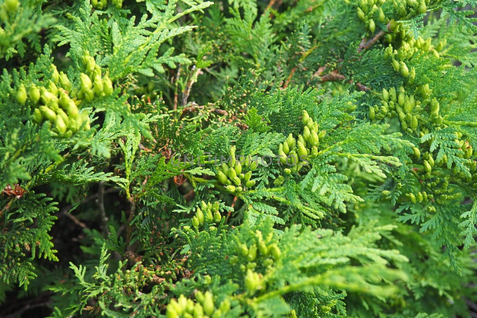 . Shaping the crown of thuja. Garden and park. Floriculture and horticulture. Landscaping of urban and rural areas. Yellow-green leaves and needles of coniferous plant.