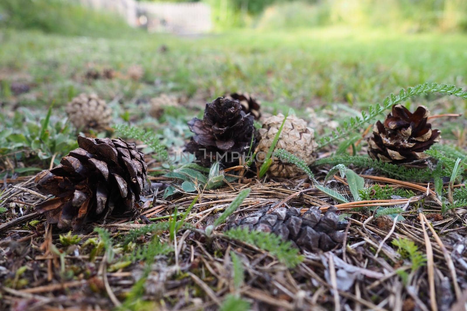 Pine or spruce cones lie on old dried up foliage and on pine needles. close-up. Forest path in a coniferous forest. Green trees in the background. The theme of ecology and forest conservation.
