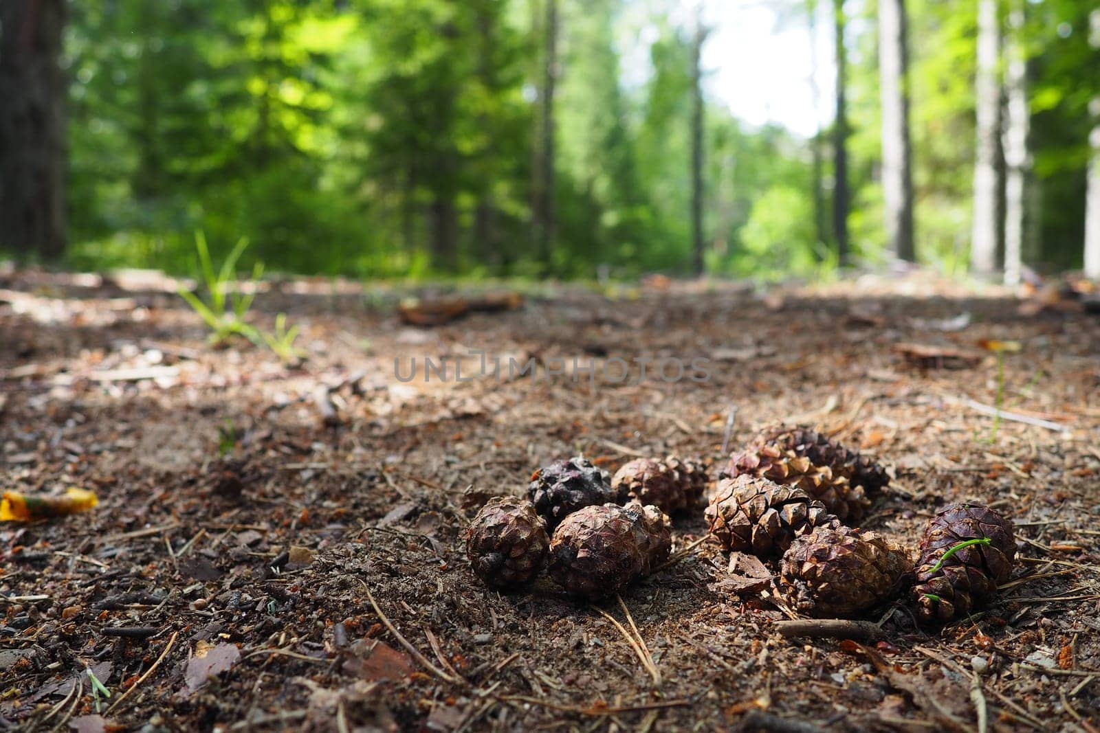 Pine or spruce cones lie on old dried up foliage and on pine needles. close-up. Forest path in a coniferous forest. Green trees in the background. The theme of ecology and forest conservation.