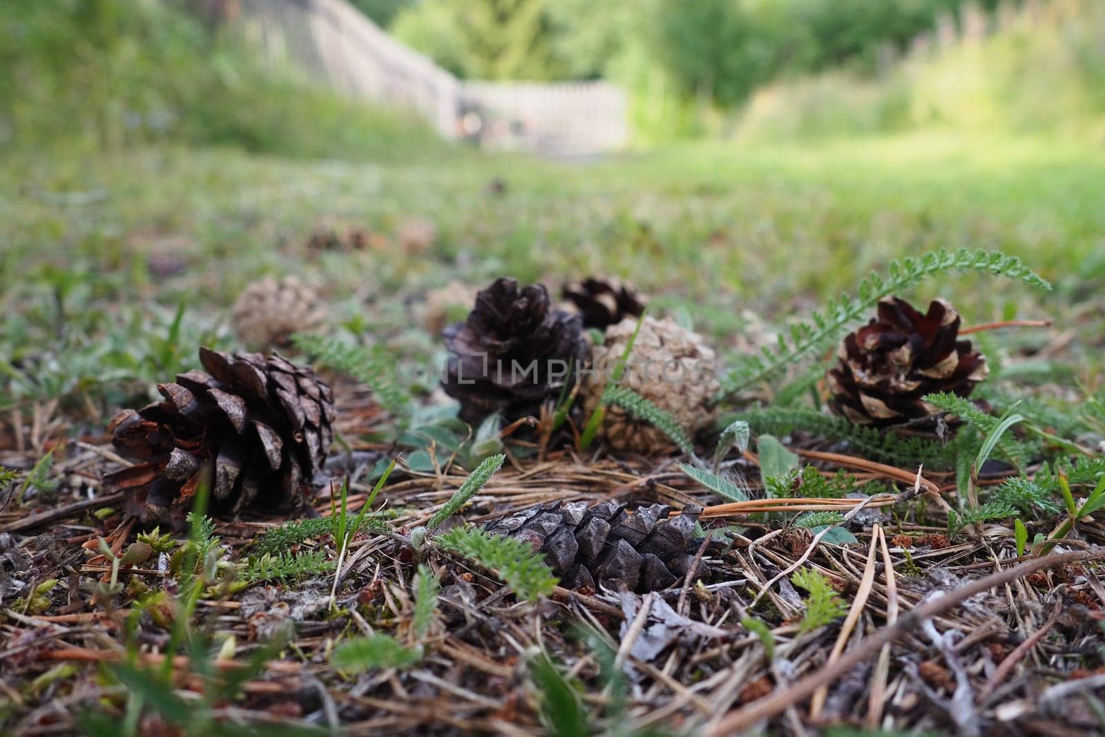 Pine or spruce cones lie on old dried up foliage and on pine needles. close-up. Forest path in a coniferous forest. Green trees in the background. The theme of ecology and forest conservation.