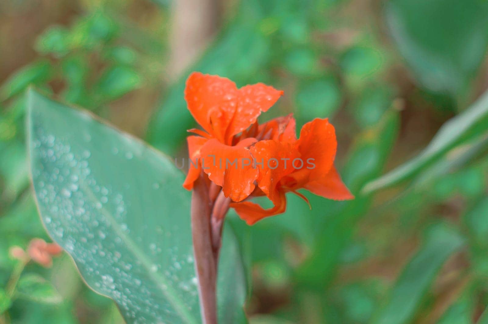 Red Calla Lily on Green Leaves Background on a flower garden. Beautiful Nature Backgrounds Stock Images