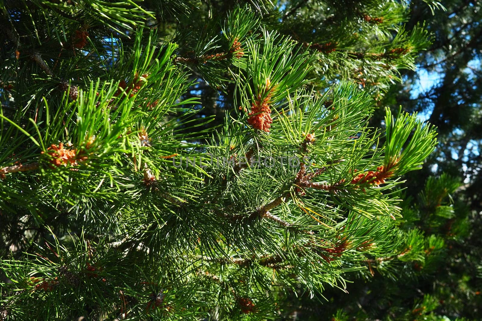 Pine branches at the golden hour in the evening. Pinus pine, a genus of conifers and shrubs in the pine family Pinaceae. Wildlife taiga of Karelia in summer