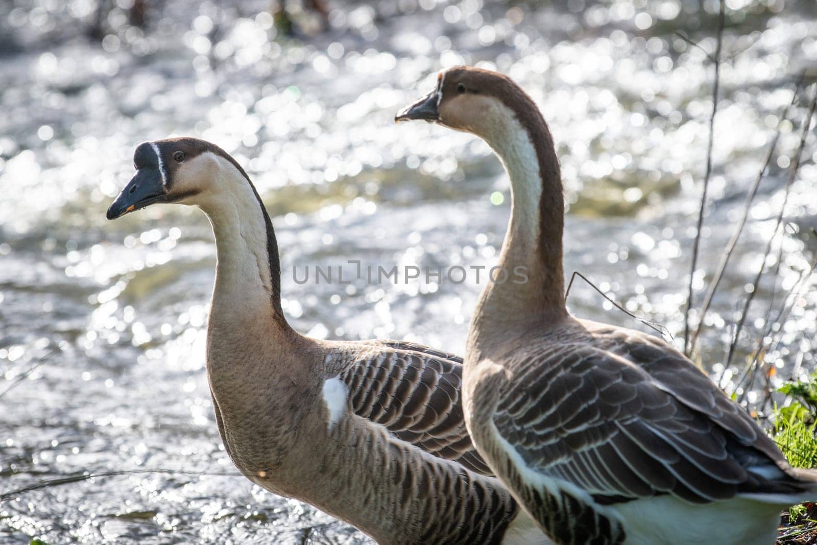 a couple of geese are walking in freedom towards a river