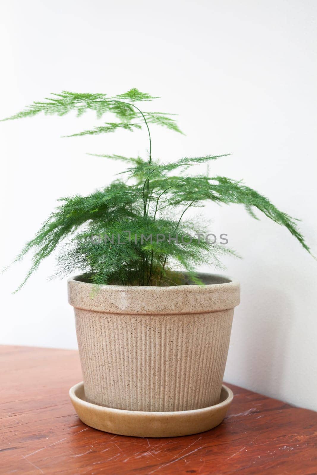 Plant pot decorated in coffee shop, stock photo