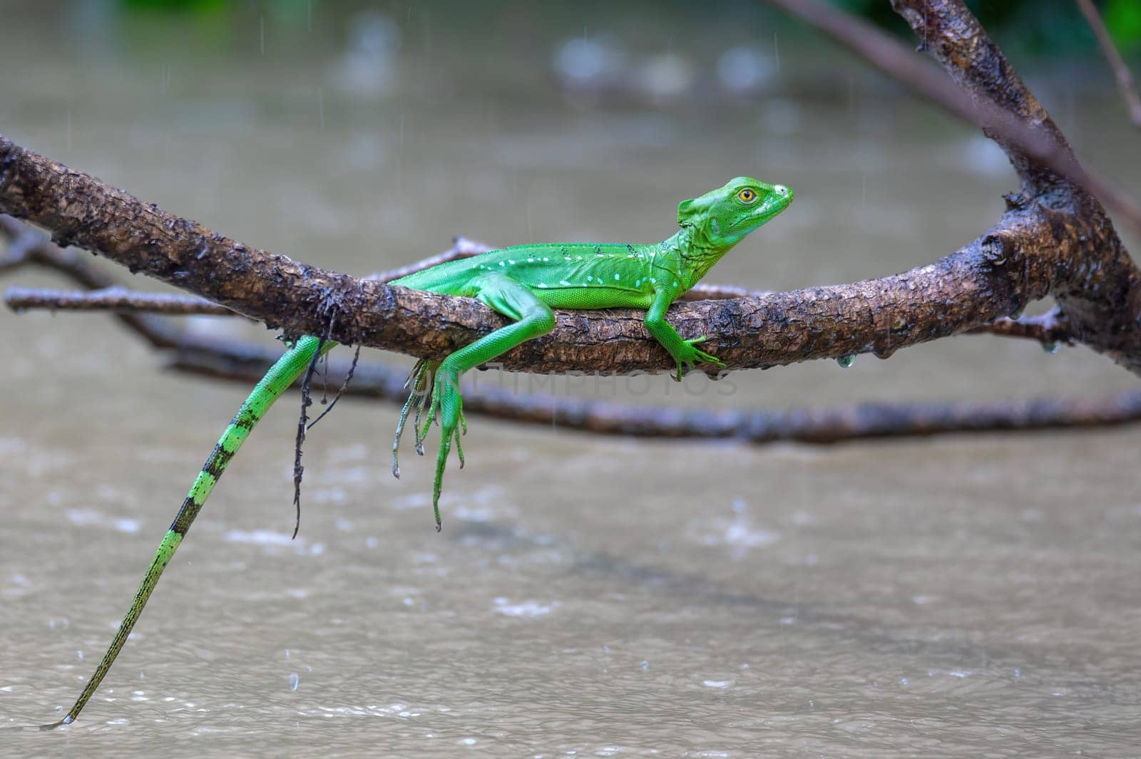 Female of Plumed green basilisk (Basiliscus plumifrons), sitting on branch in rainy day. Refugio de Vida Silvestre Cano Negro, Costa Rica wildlife.
