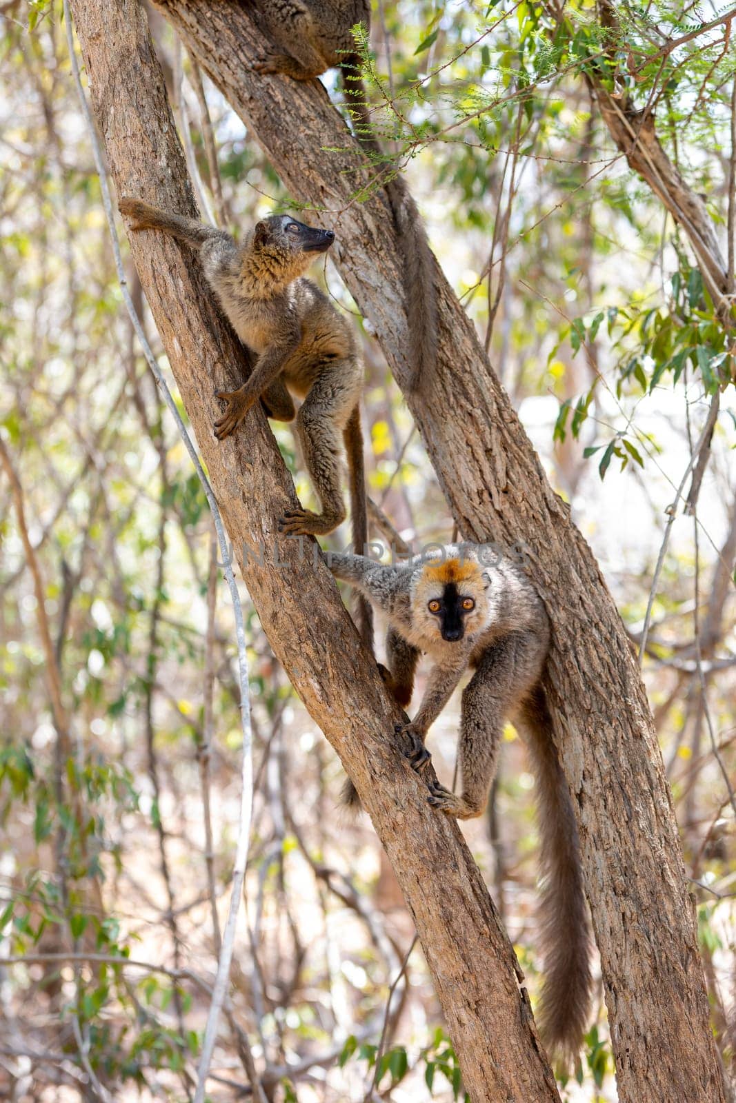 Red-Fronted Lemur (Eulemur Rufifrons), couple on tree. Endangered endemic animal in Kirindy Forest, Madagascar wildlife animal.