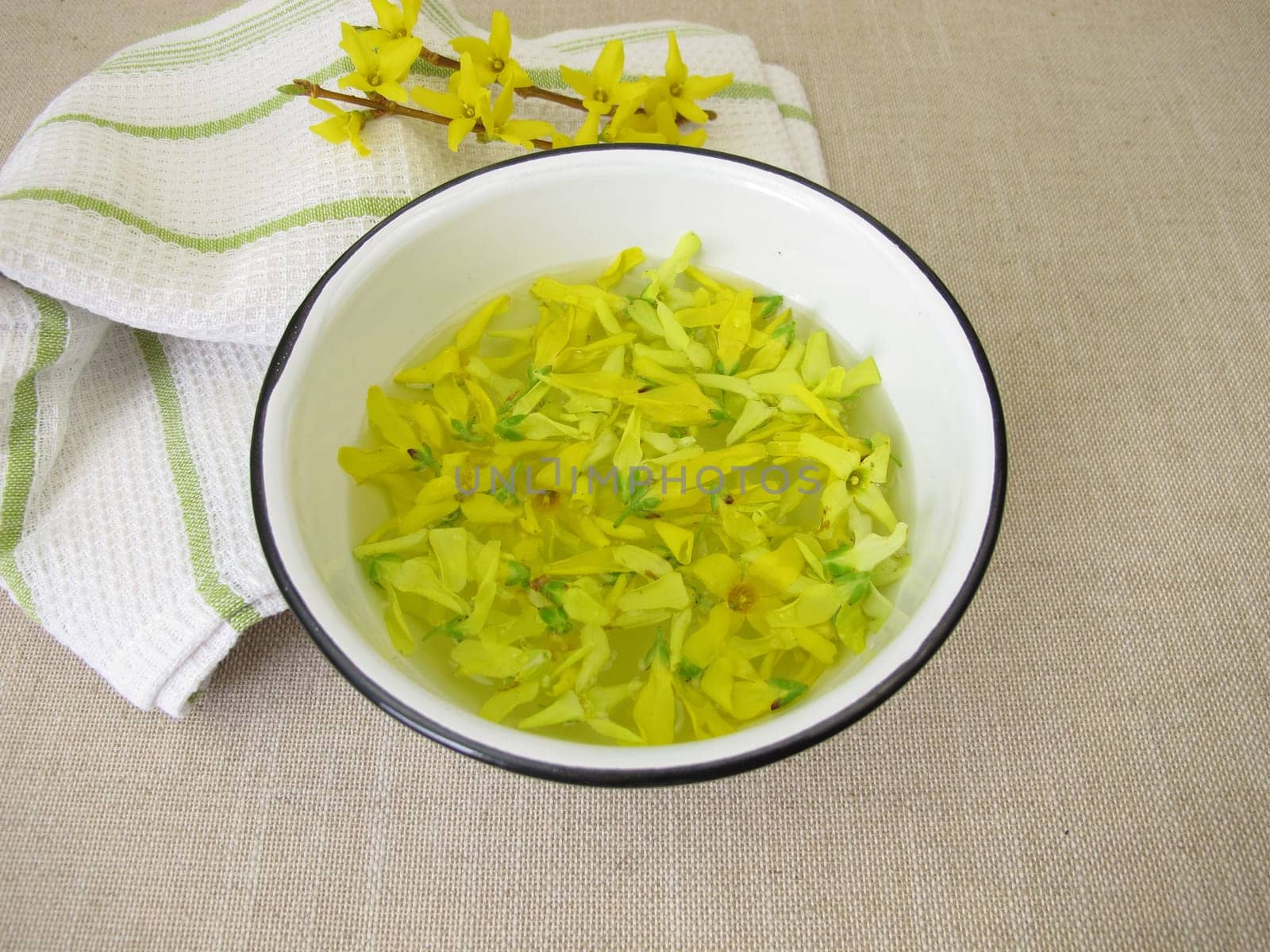 Forsythia water with fresh yellow flowers of the golden-bell