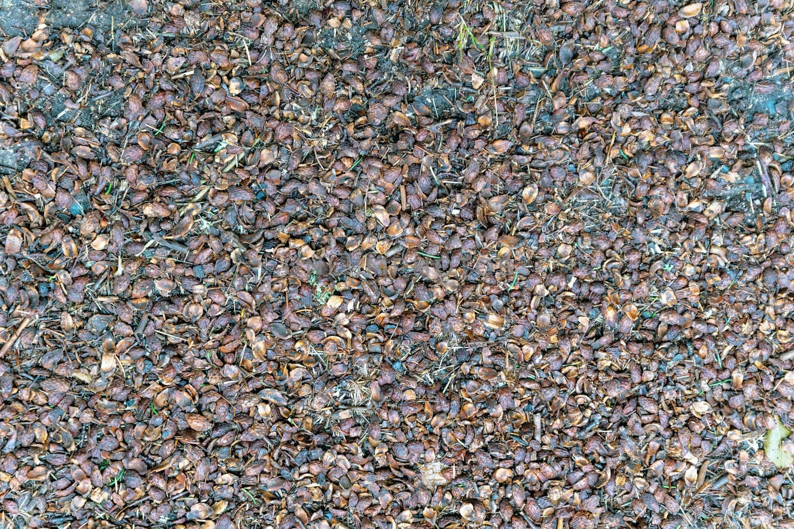 Old dry crushed pine cones with pine needles fill the frame as a background