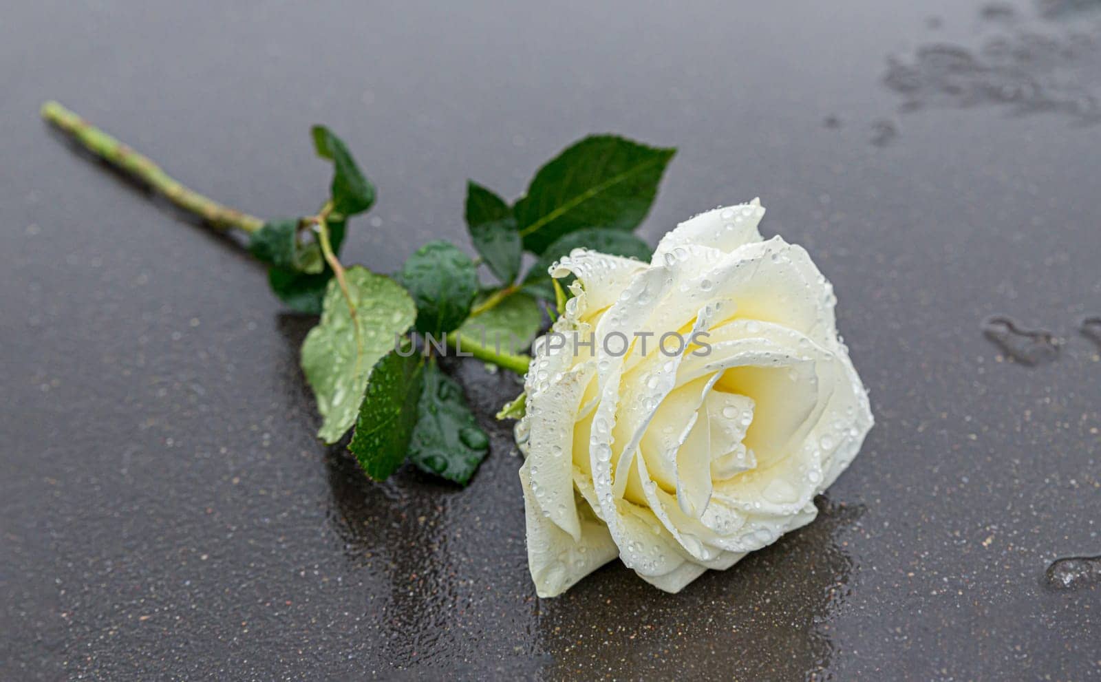 a yellow rose laid on a grey stone on a frozen background to express mourning and remembrance with sufficient text space
