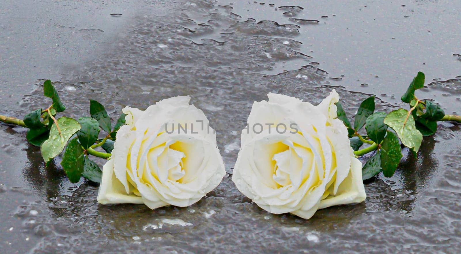 Two yellow roses laid on a grey stone on a frozen background to express mourning and remembrance with sufficient text space