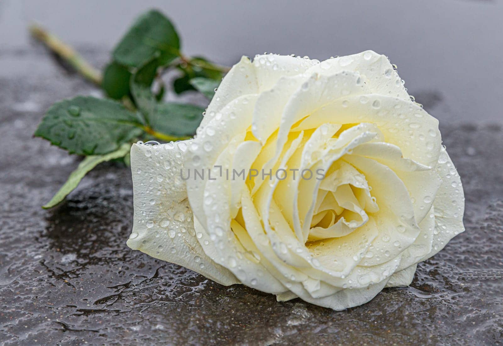 a yellow rose laid on a grey stone on a frozen background to express mourning and remembrance