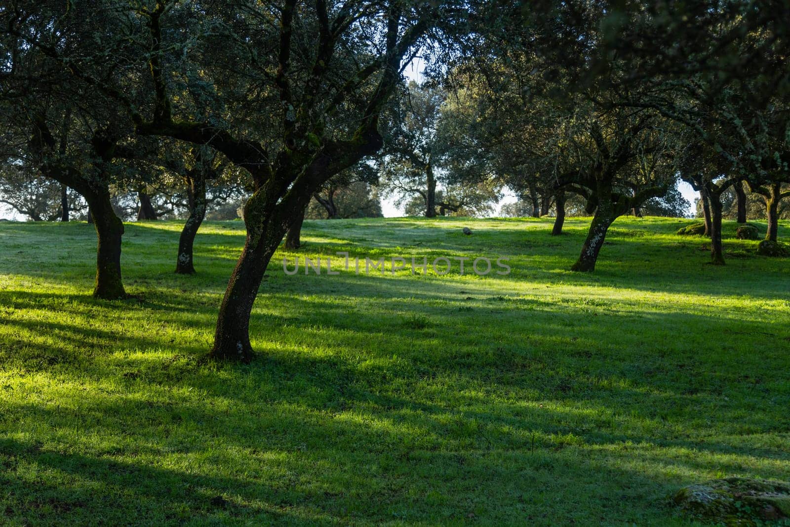 Cork oak trees (Quercus suber) in the morning, Extremadura, Spain, Europe
