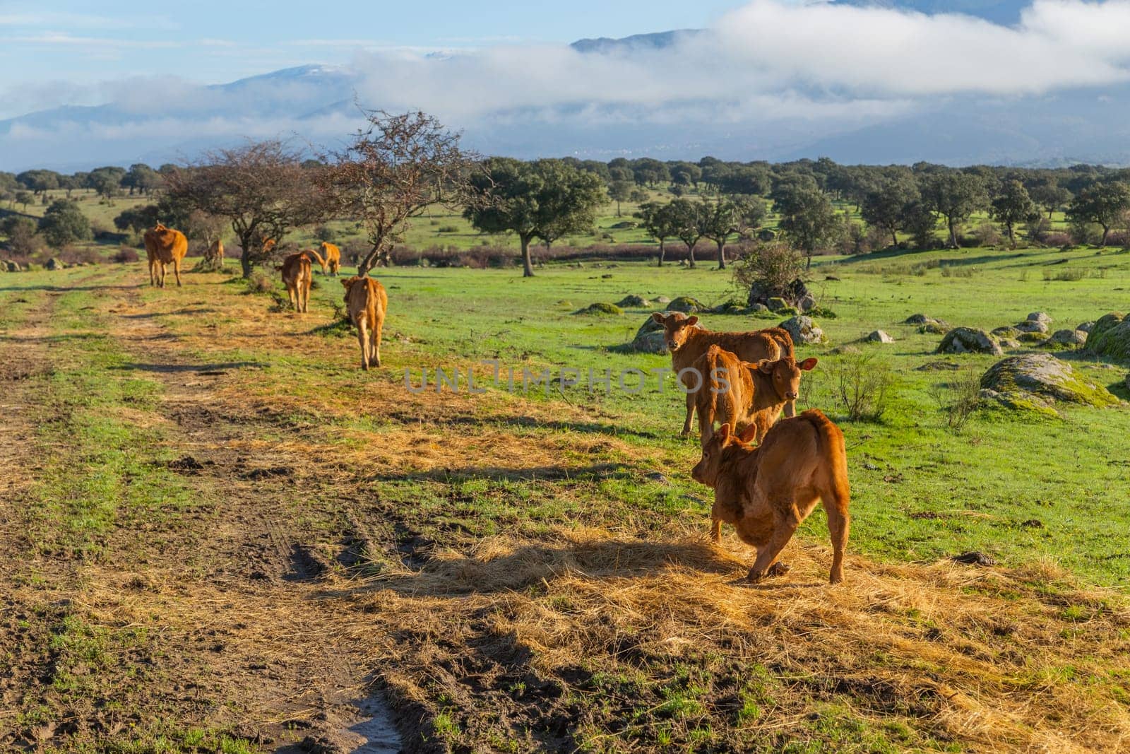 Cattle in a meadow near Caceres. Extremadura, Spain.