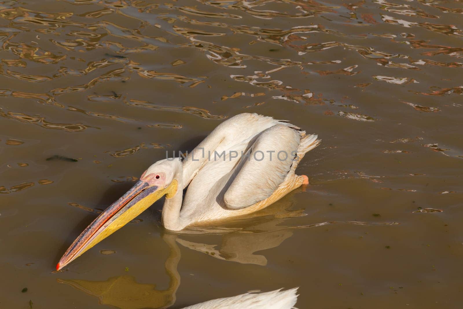 Pelicans in Djoudi national park reserve. Senegal