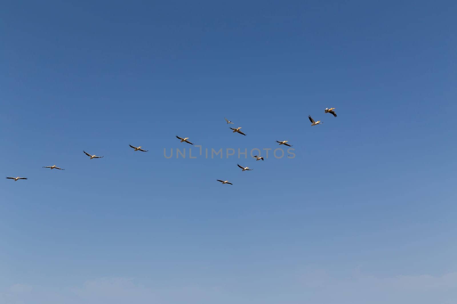 Flock of flying pelicans on blue sky. Its a Pink-backed pelican , Pelecanus rufescens in Djoudj national park, Senegal. It is bird sanctuary in Africa.