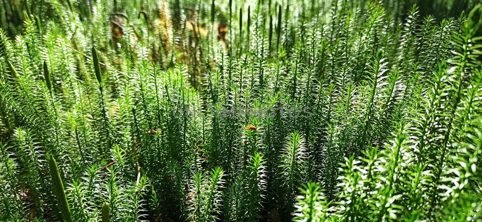 Forest plant. cypress-leaved plait moss closeup. Hypnum cupressiforme. Hypnum cupressiforme growing in forest. Hypnum cupressiforme in sunny day in wood. beautiful moss sunlit