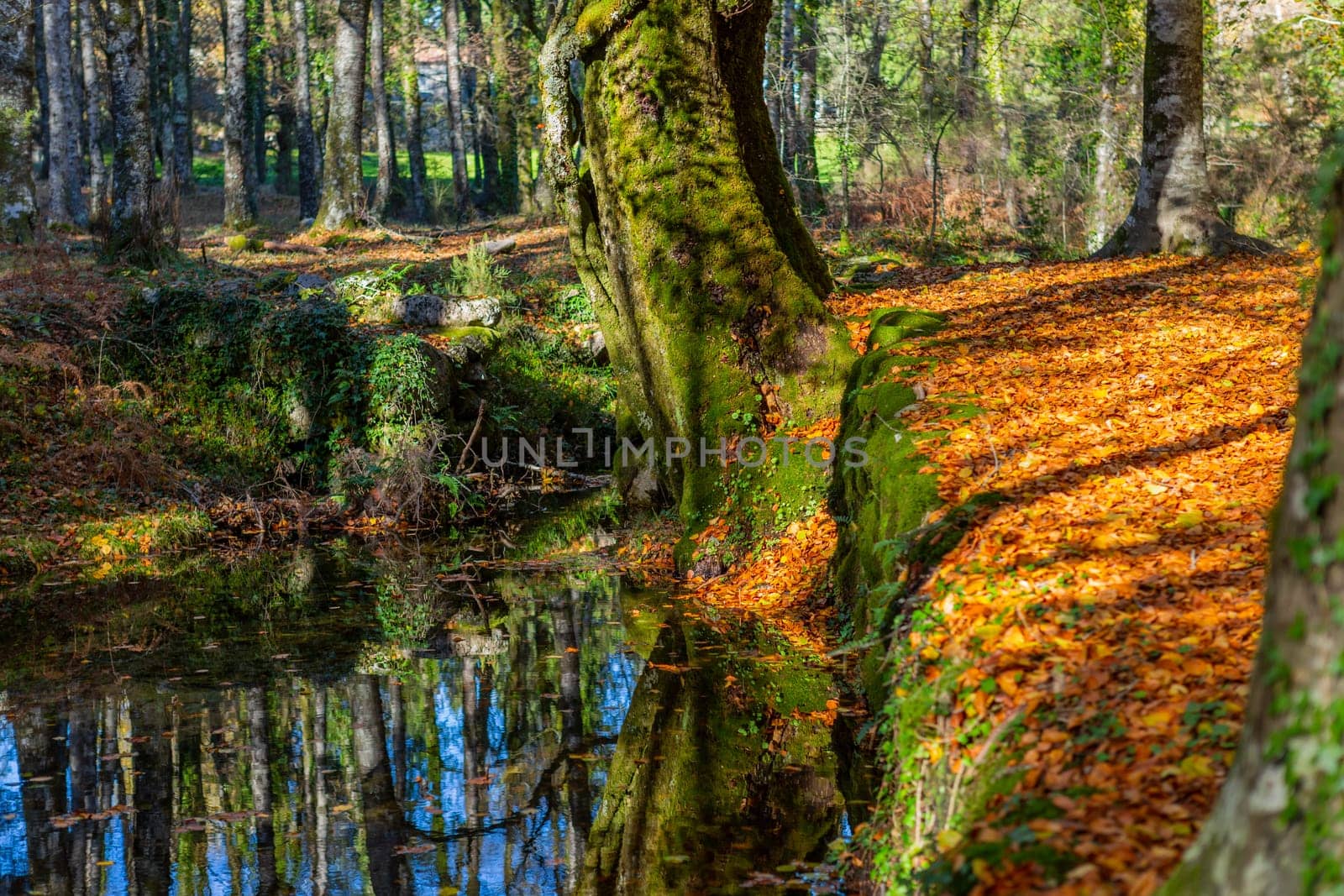 Autumn forest at Mata da Albergaria, Geres National Park, Portugal