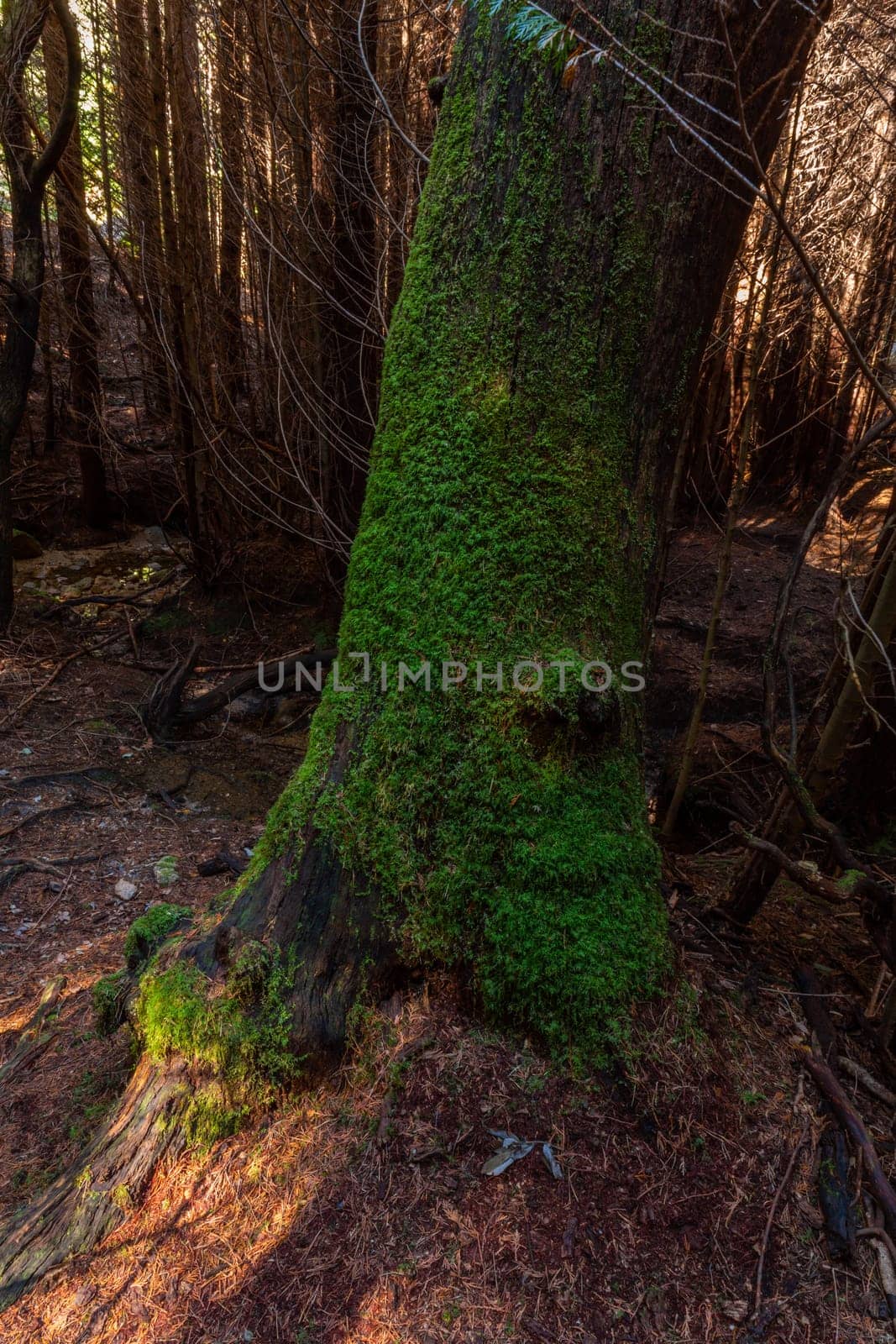The moss on the trees in the woods at Geres, Portuguese National Park