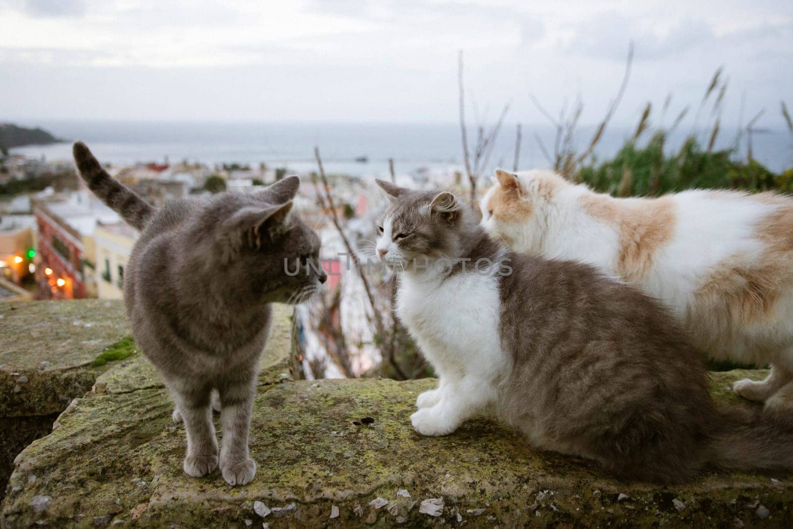 Procida, the island of cats.