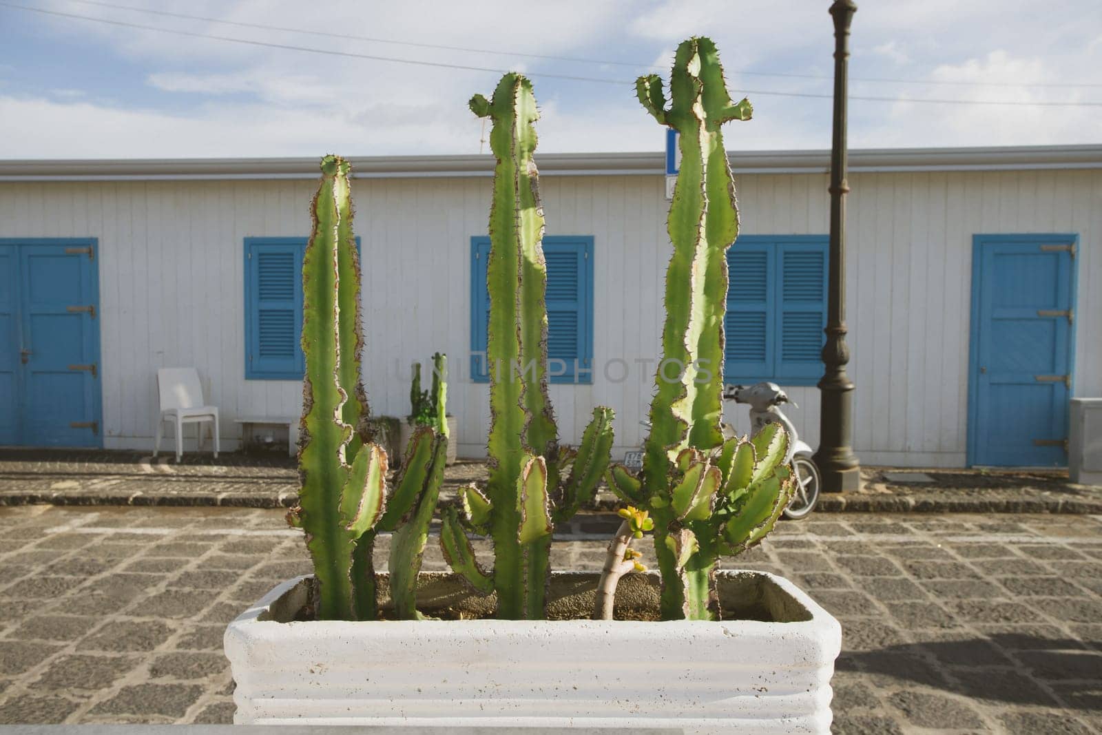 Blue door with cactus and the traditional white walls in the Procida Island, Italy