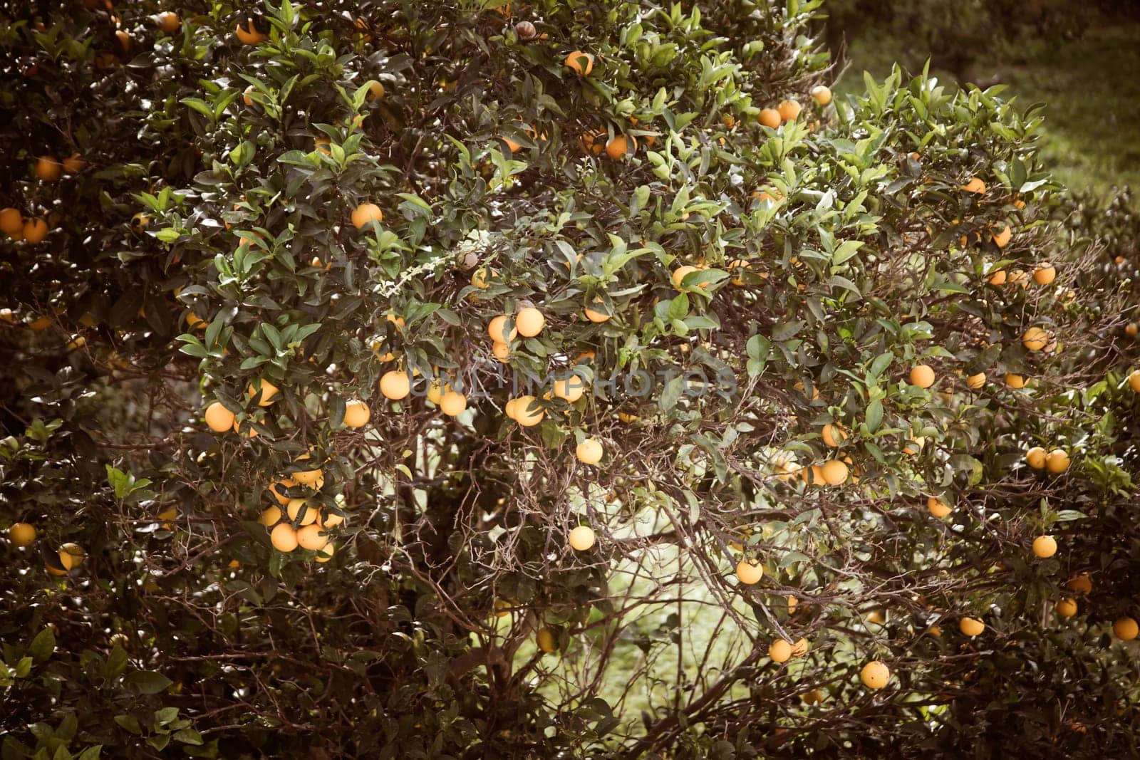 Vintage summer background. Orange garden