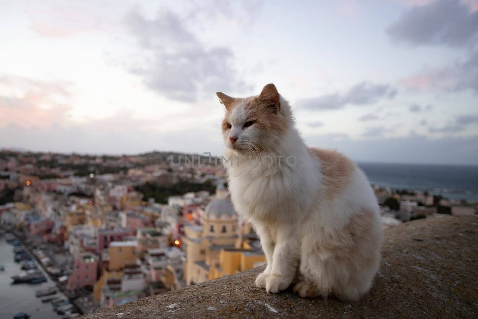 Procida, the island of cats.