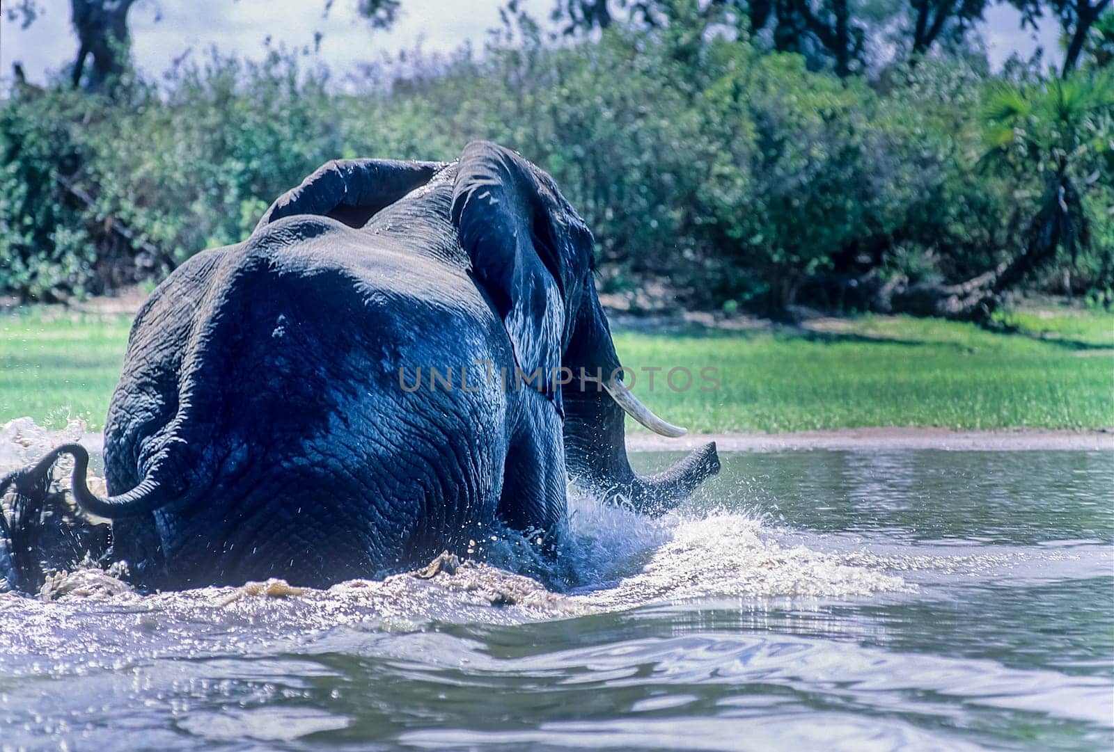 Elephant (Loxodonta africana), Selous Game Reserve, Morogoro, Tanzania, Africa