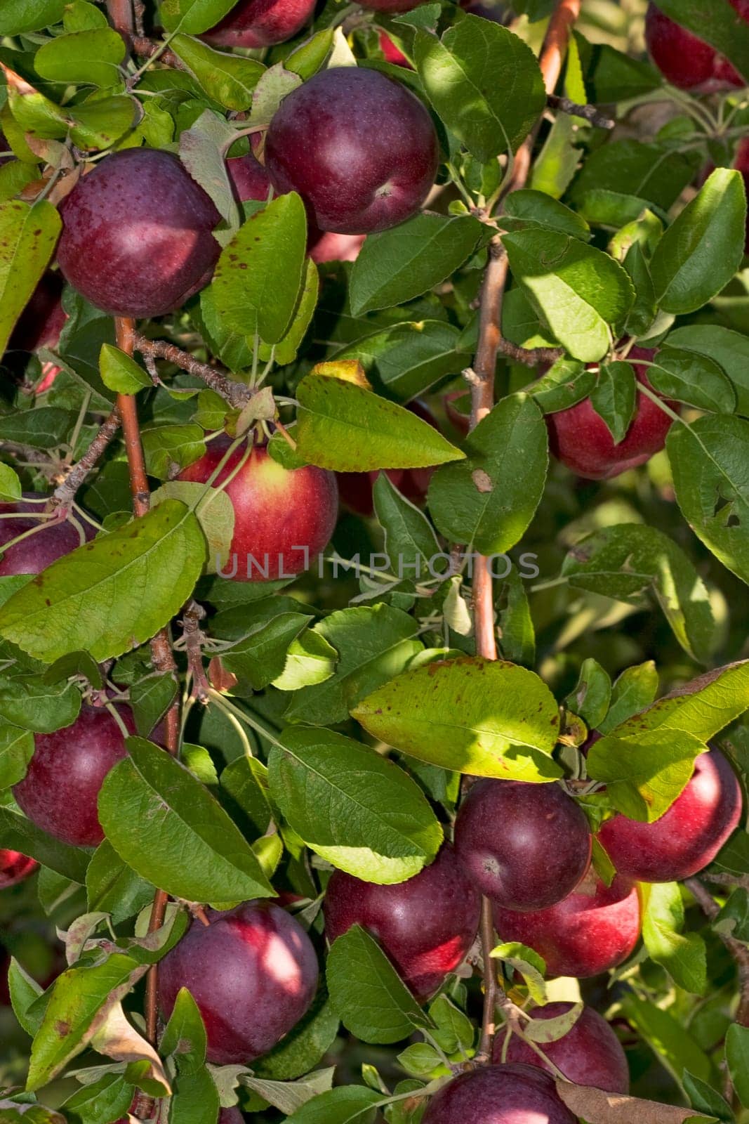 Apple Tree