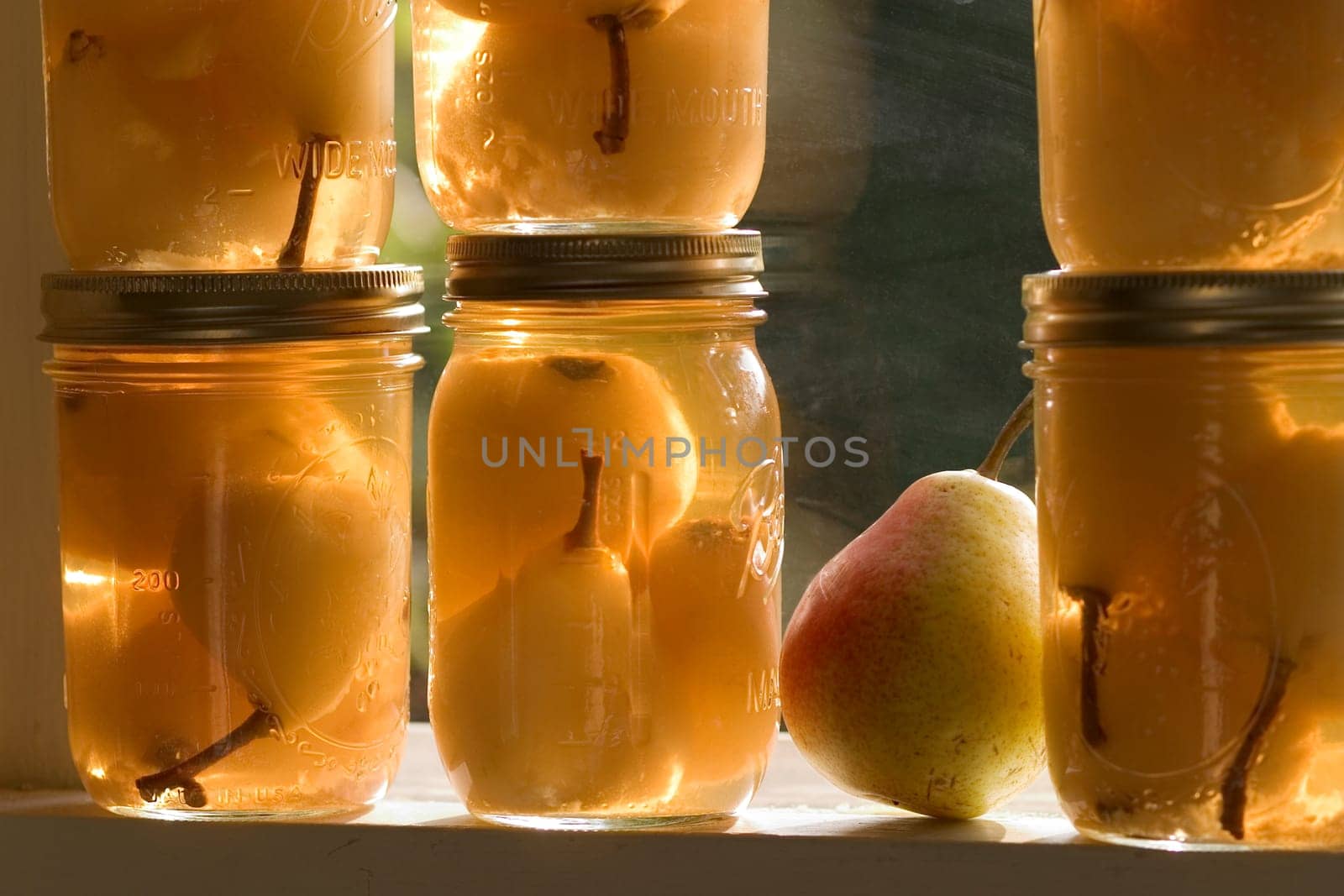 Bartlett PEAR HARVEST.