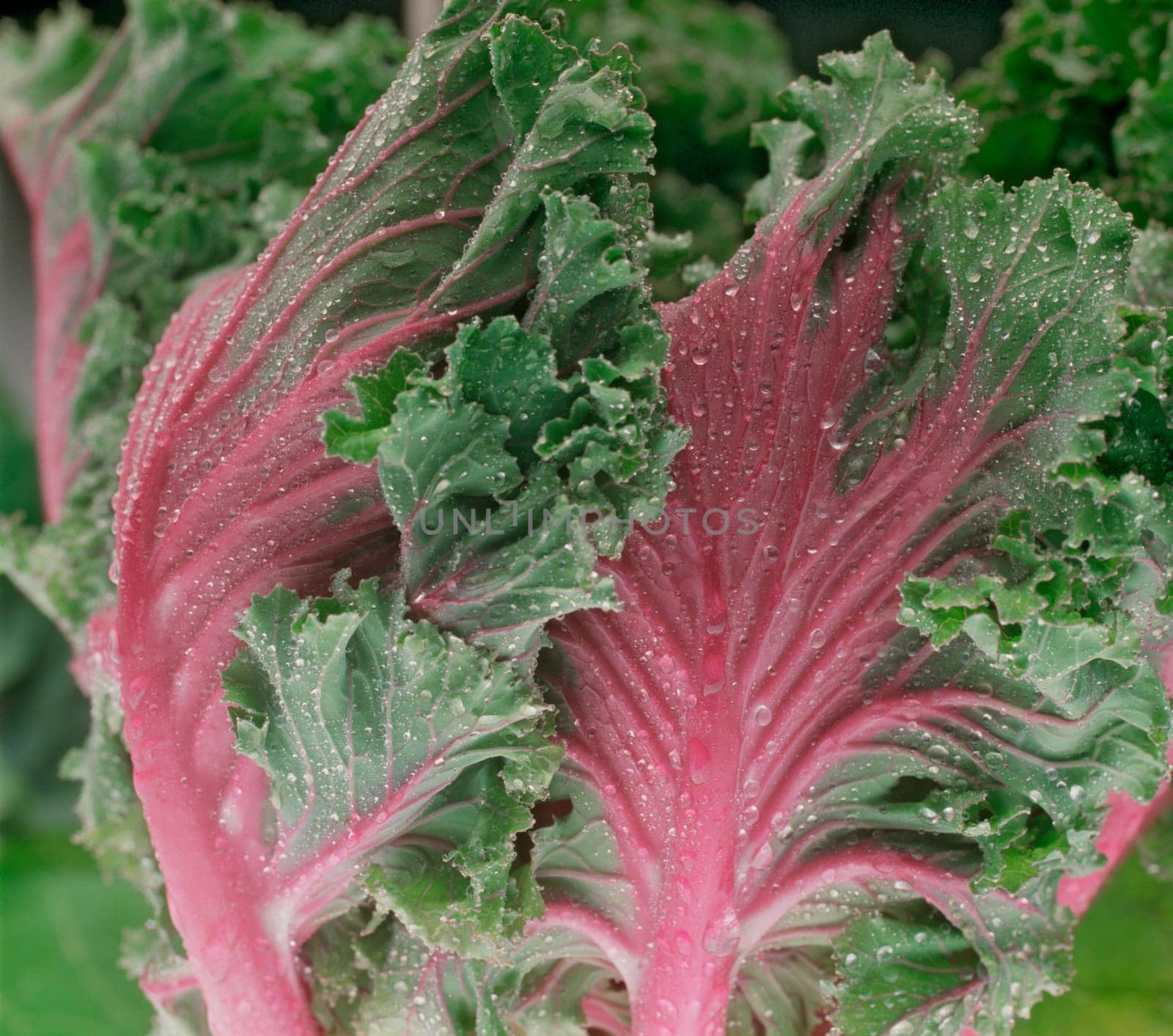 Swiss Chard