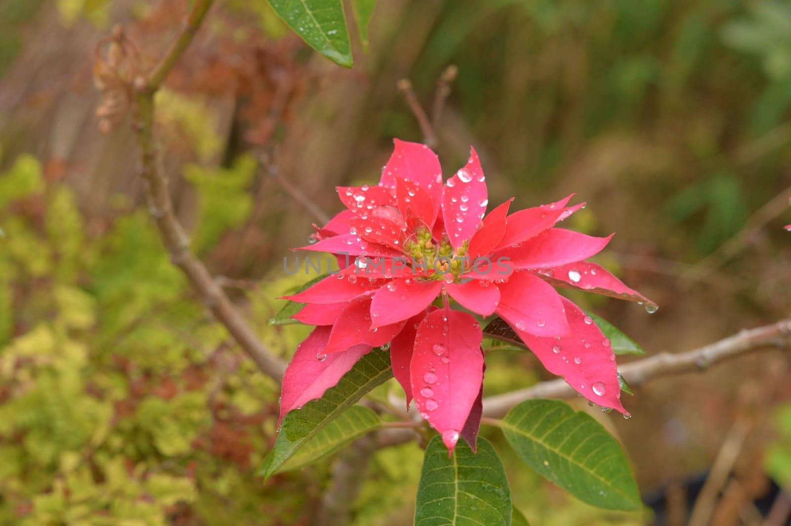 Beautiful Red Flower Wet in the rain on a flower garden front yards. Nature Background.