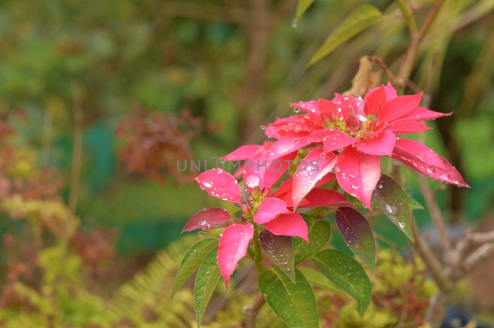 Beautiful Red Flower Wet in the rain on a flower garden front yards. Nature Background.