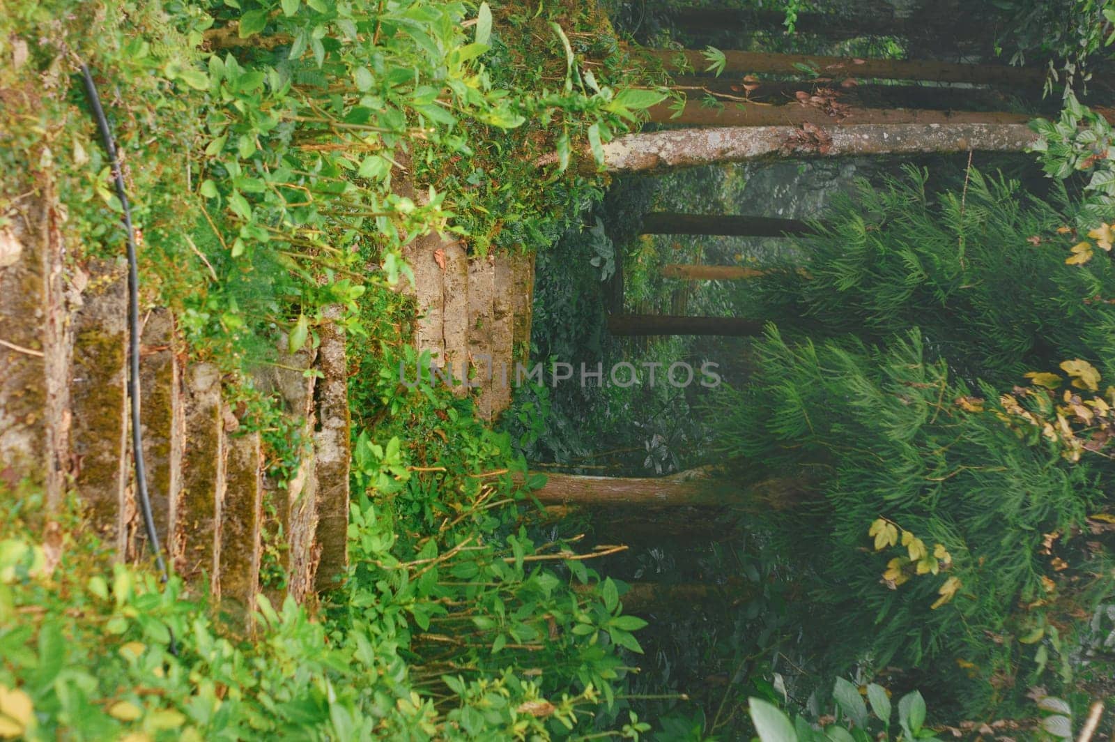 A path leading through a forest uphill. Vertical image. Nature Background
