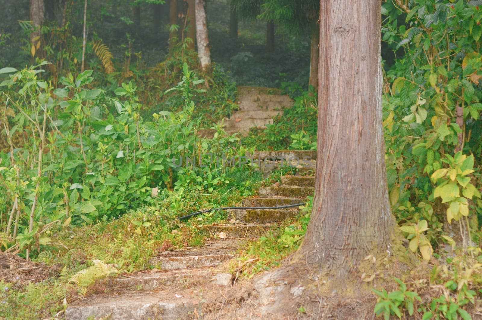 Old Stone Curved Road in a Dense Forest going uphill. Forest Tree Trunk in foreground.