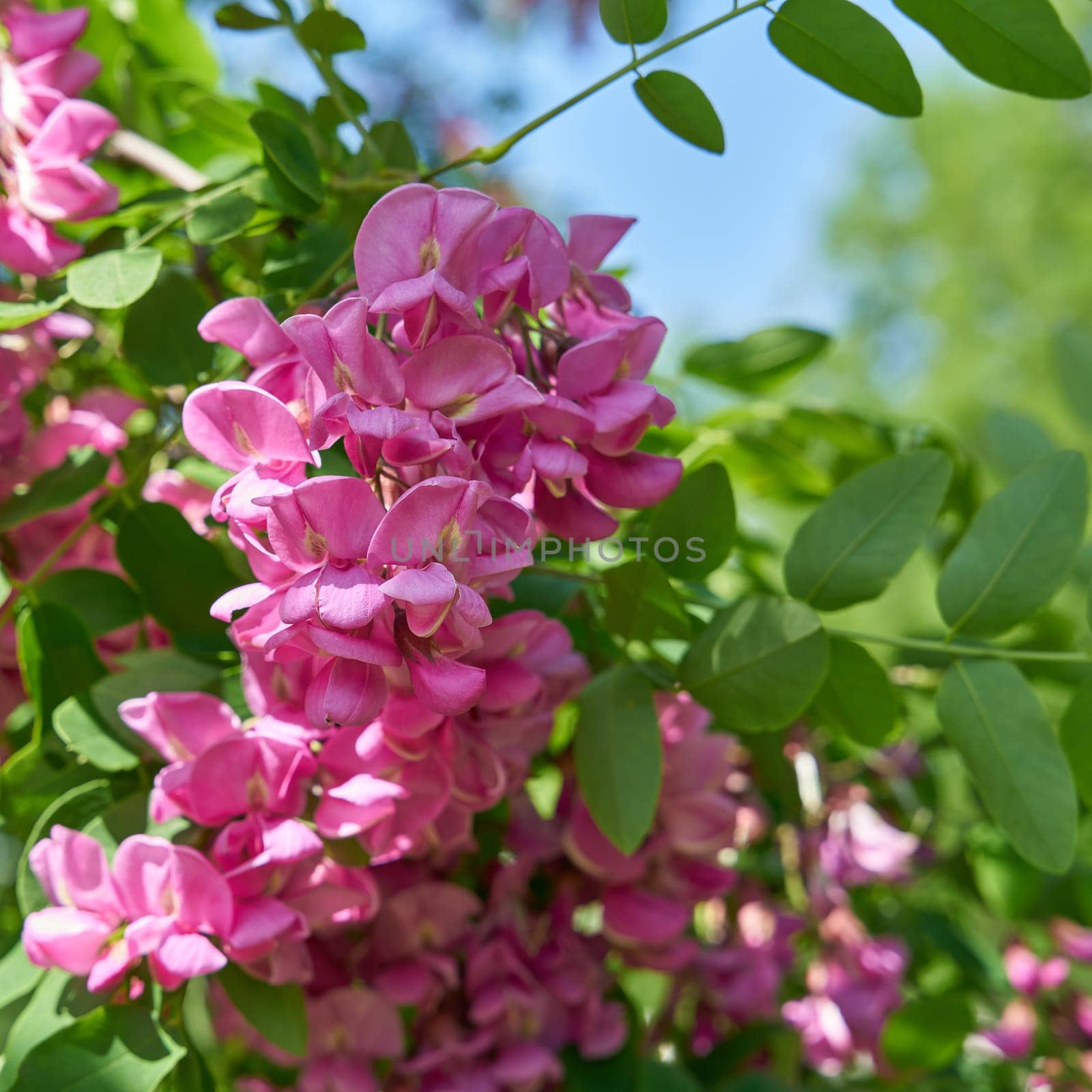 pink flowering robinia Robinia margaretta Casque Rouge in a public park near Berlin in springtime
