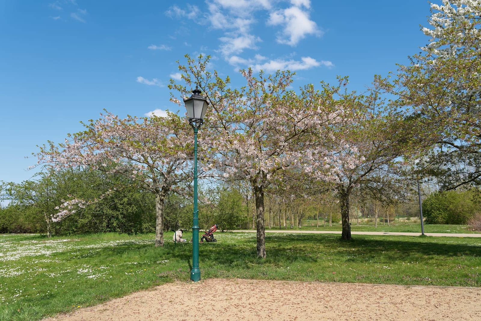 flowering cherry trees in nice weather in public park in Magdeburg in springtime