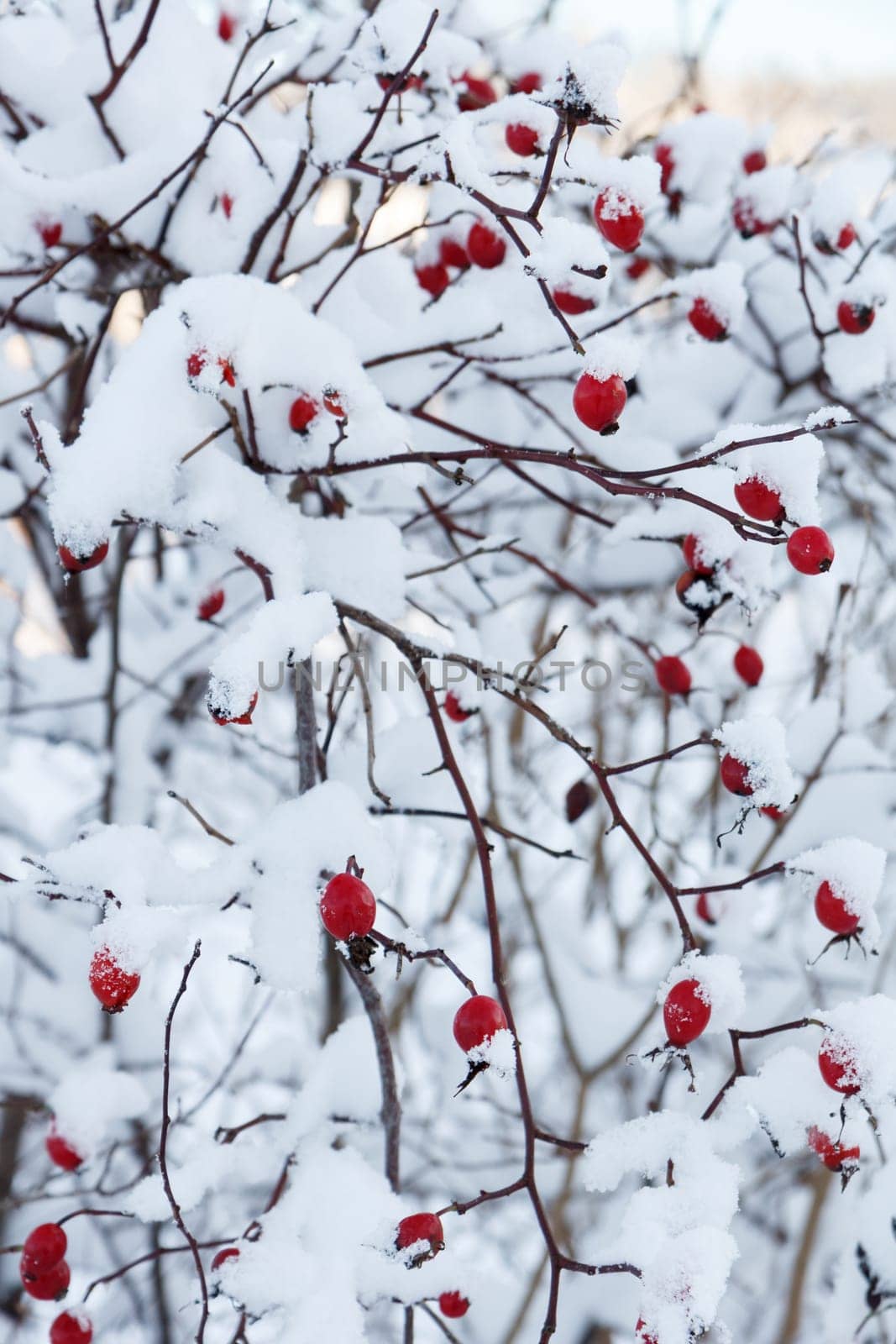 Red rosehip berries covered with snow in winter