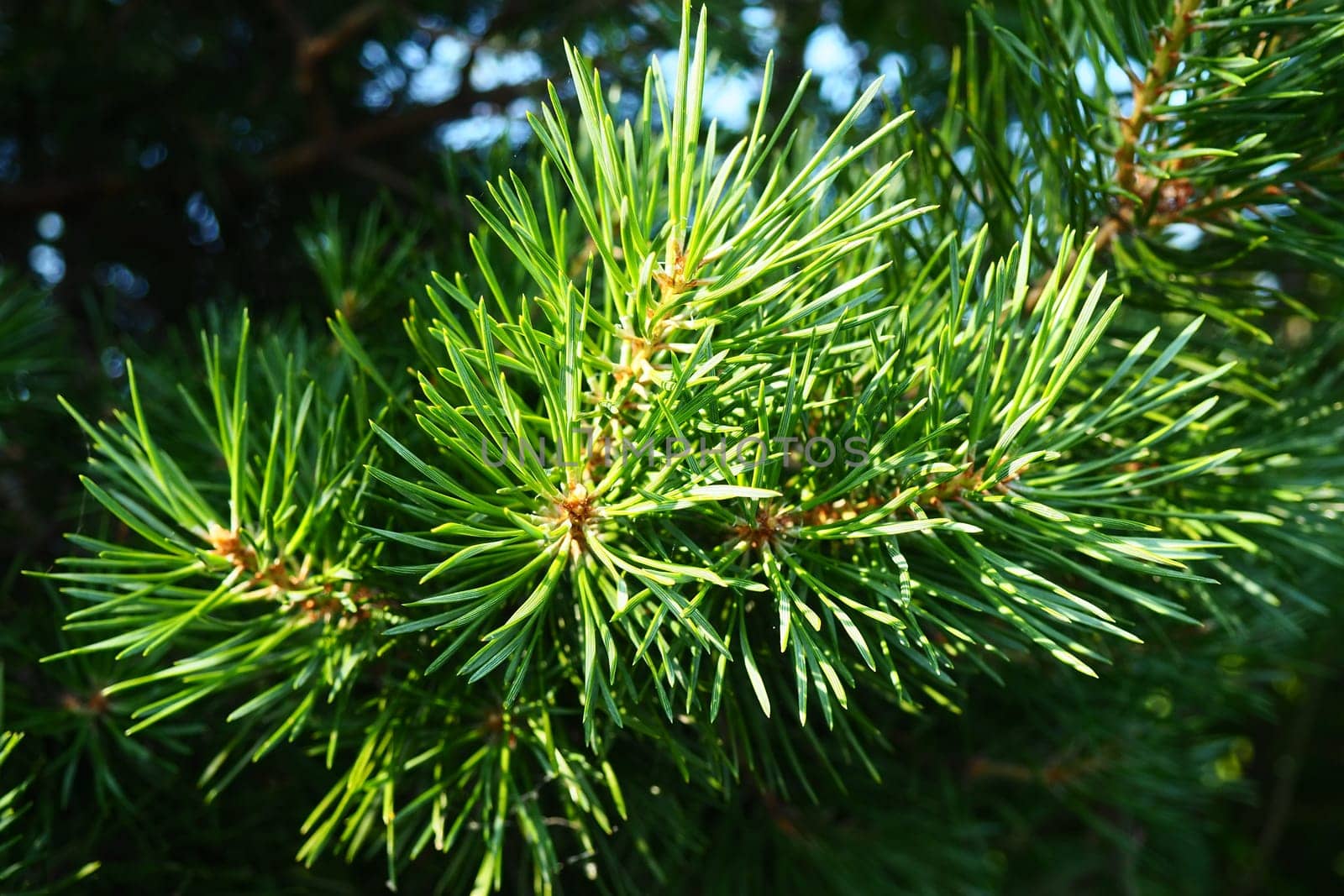 Pine branches at the golden hour in the evening. Pinus pine, a genus of conifers and shrubs in the pine family Pinaceae. Wildlife taiga of Karelia in summer.